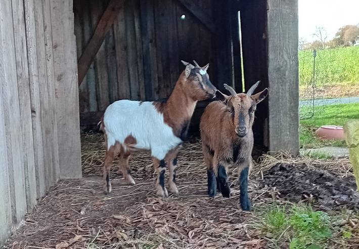 Location de vacances pour 2 personnes, avec jardin à Ploumilliau - 4