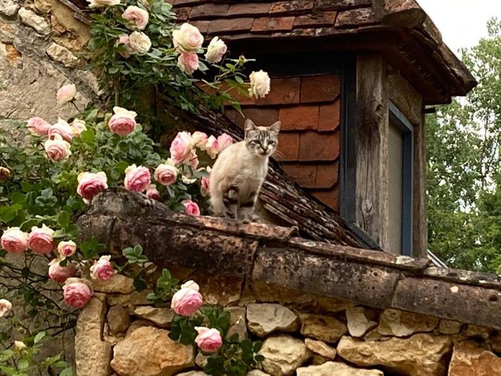 Location de vacances pour 2 personnes, avec terrasse et vue à Sainte-Nathalène - 2