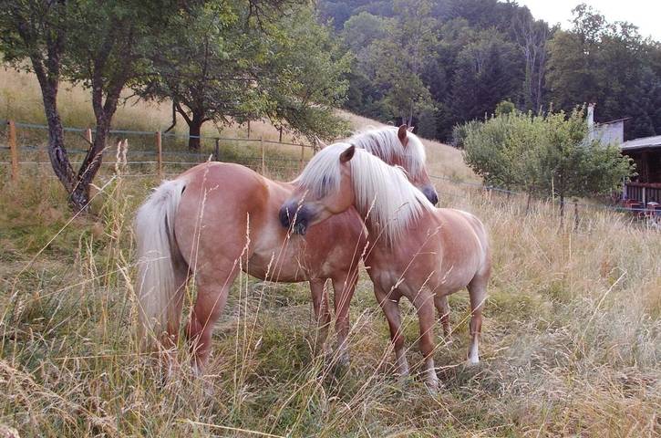 Gîte pour 6 personnes, avec terrasse et jardin à Sainte-Croix-aux-Mines - 2