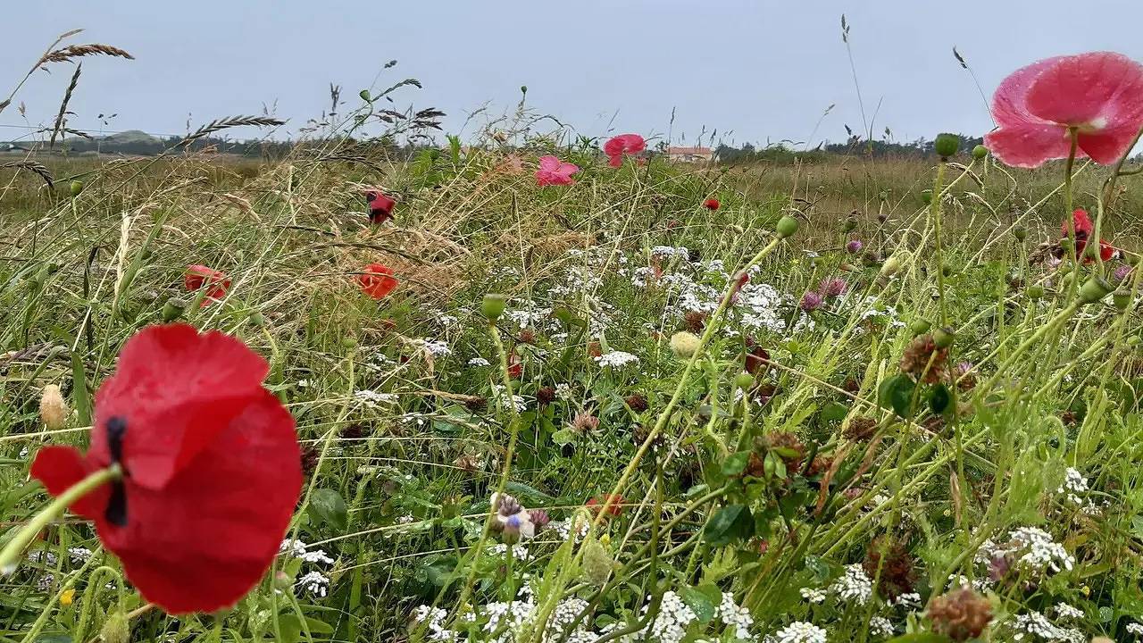Ferienhaus für 5 Personen (107 m²) in Skagen in Skagen, Tannis Bugt