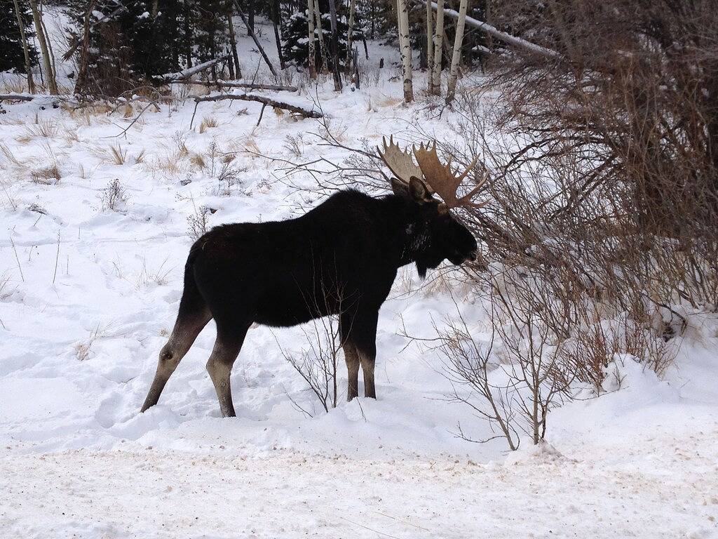 Gemütliche und ruhige romantische Abgeschiedenheit mit herrlichem Bergblick in Meeker Park, Allenspark