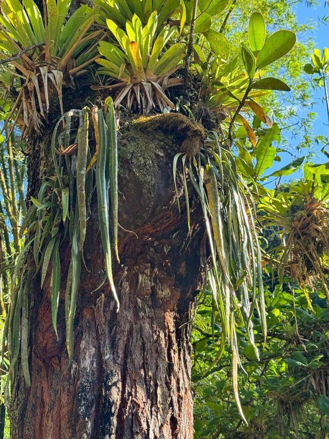 Gîte pour 6 personnes, avec terrasse et vue dans Saint-Joseph (Martinique) - 3