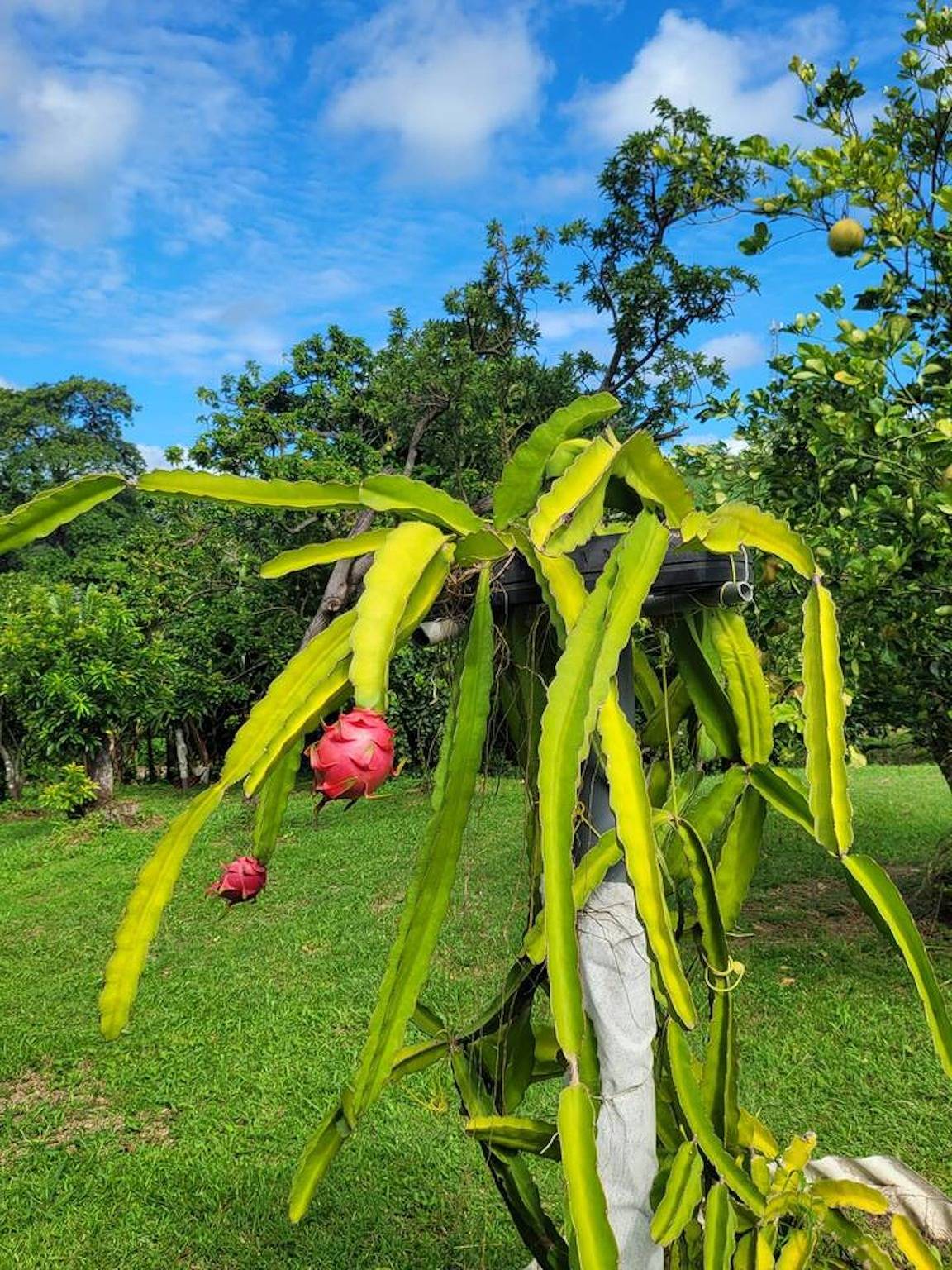Ganze Wohnung, Komfortable Wohnung mit Gartenblick - Le Robert in Le Robert, Martinique