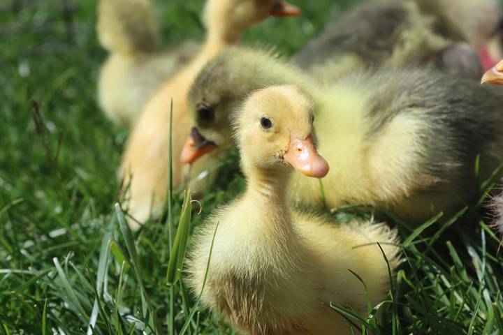Location de vacances pour 4 personnes, avec terrasse ainsi que piscine et vue à Sainte-Foy-de-Longas - 2