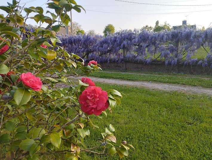 Gîte pour 11 personnes, avec terrasse et jardin, animaux acceptés à Montfort-sur-Meu - 3