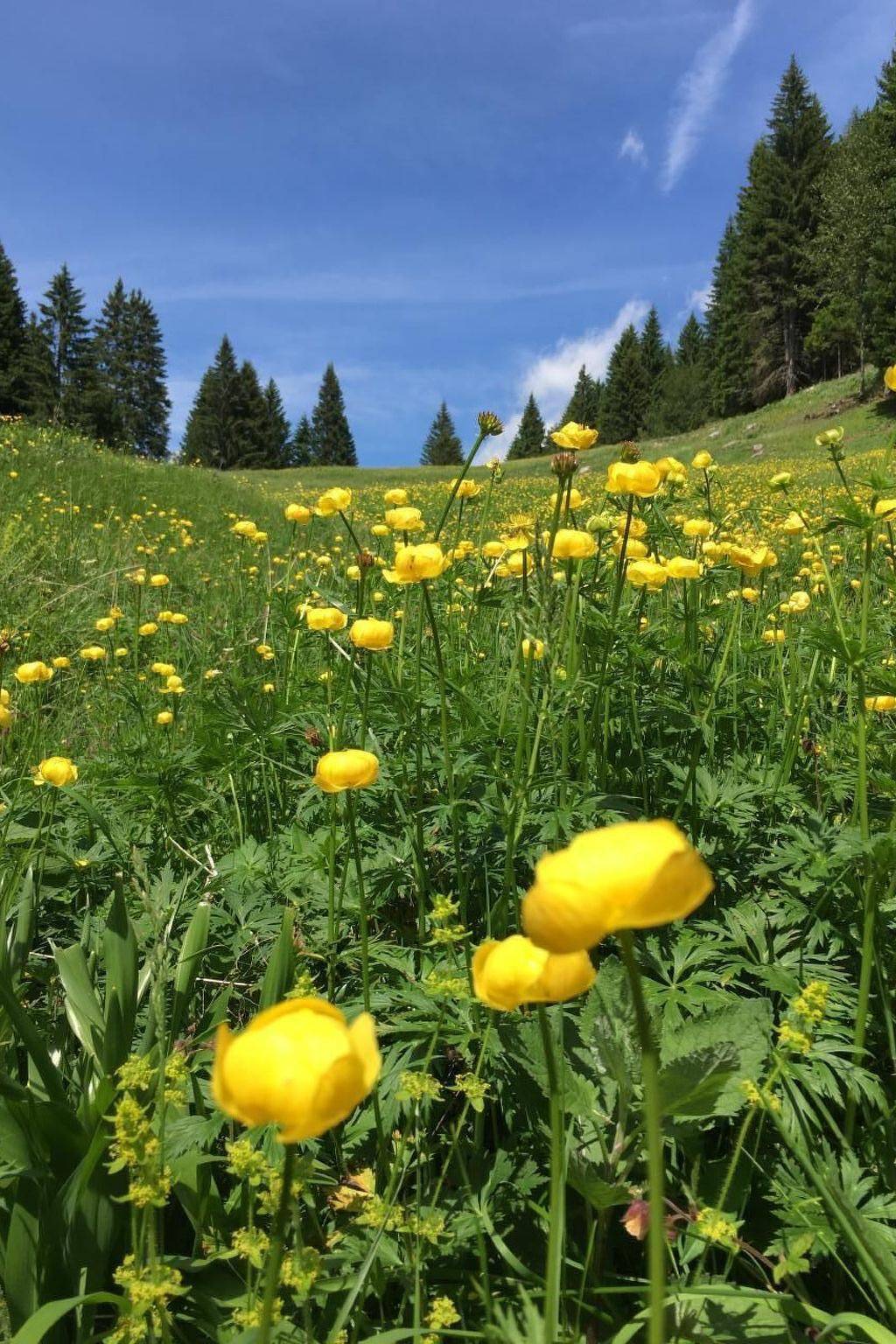Ganze Wohnung, Mit Sauna in Pieve Di Bono in Pieve di Bono-Prezzo, Gardasee-Berge