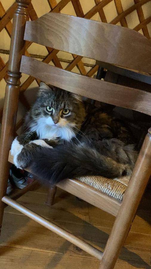 Location de vacances pour 2 personnes, avec terrasse et vue à Ramonchamp - 3