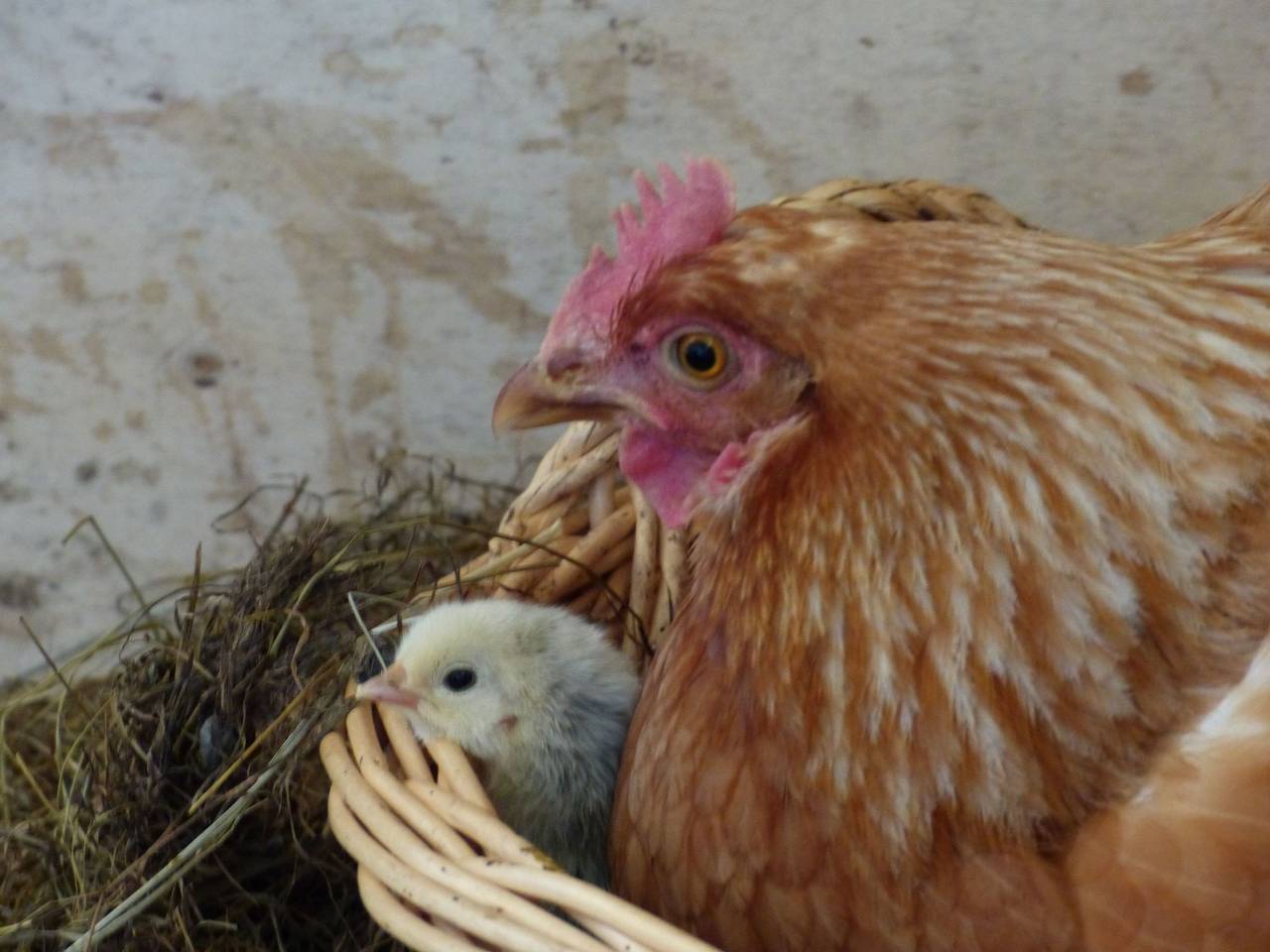 Domäne mit Terrasse, Grill und Garten in Neuwiller-lès-Saverne, Region Saverne