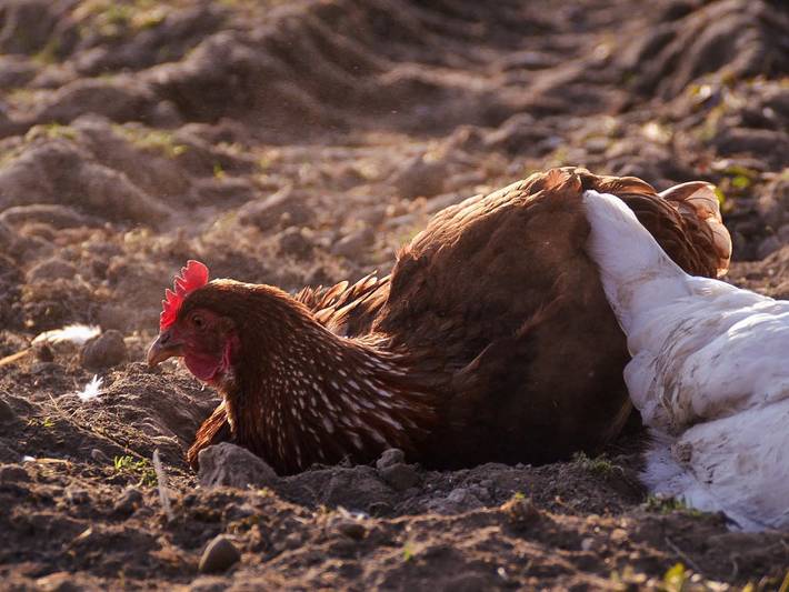 Bauernhof für 5 Personen, mit Garten und Balkon im Allgäu - 4