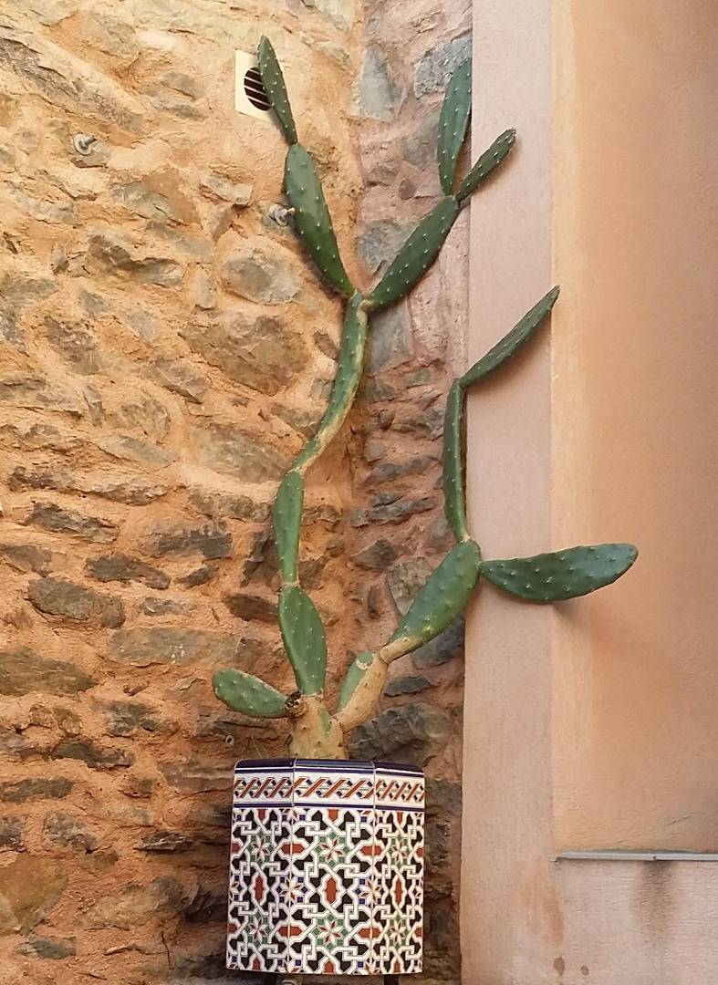Opuntia in Escales, Région de Narbonne