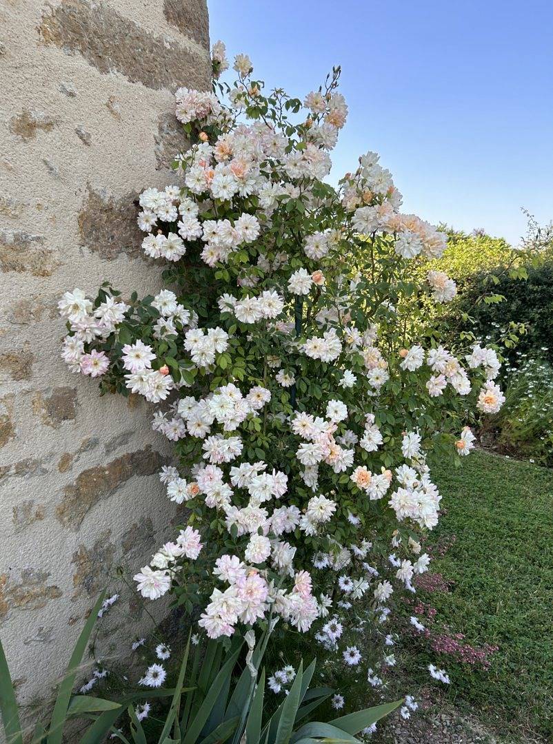 La Chaume - La Charolaise in Germenay, Nièvre