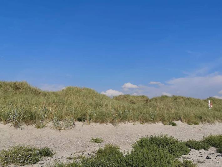 Ferienhaus für 6 Personen, mit Haustier in Dannemare - 3