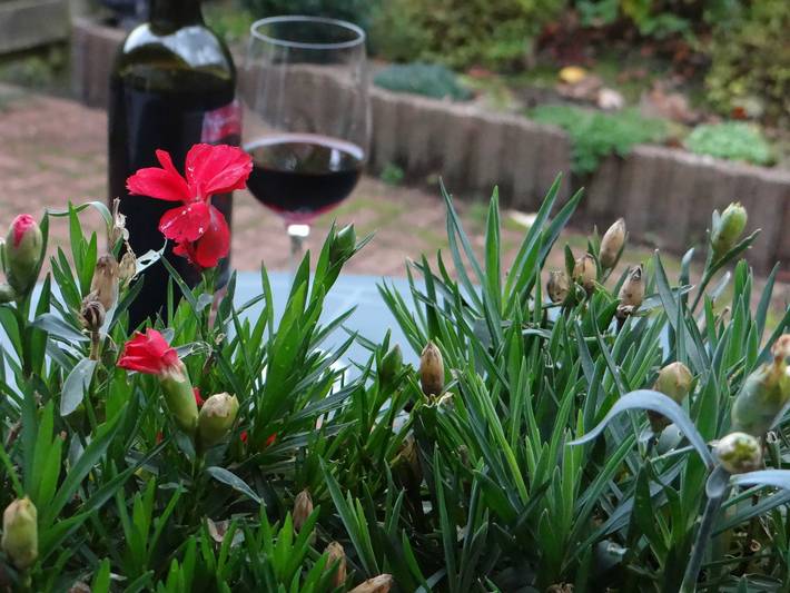 Ferienhaus für 6 Personen, mit Garten und Terrasse, kinderfreundlich in Dangast - 2