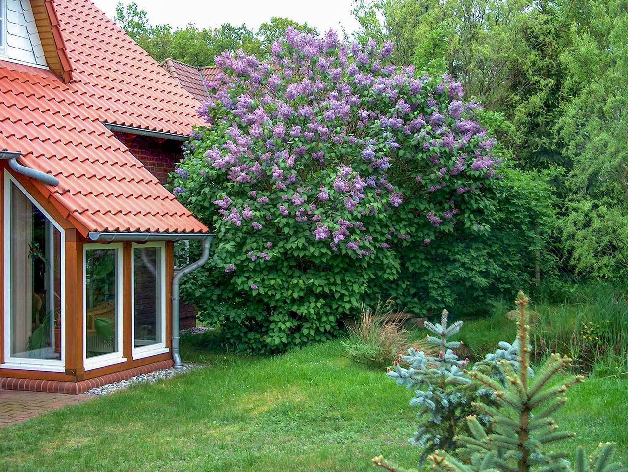 Haus am Wald in Göhren-Lebbin, Fleesensee
