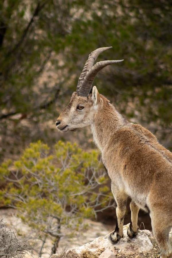 Casa rural para 8 personas, con jardín en Provincia de Albacete - 2