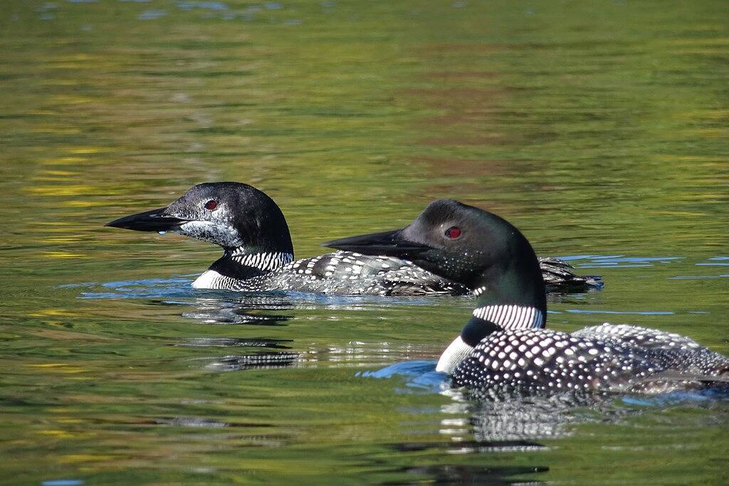 Cotton Lake Cabin - Atemberaubende Aussicht mit einfachem Zugang zum Squam Lake in Holderness, Squam Lake