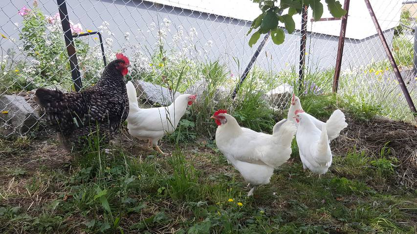 Ferienwohnung für 2 Personen, mit Balkon in Forbach - 4