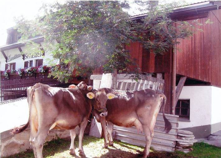Ferienwohnung für 5 Personen, mit Terrasse, mit Haustier in Niederthai - 3