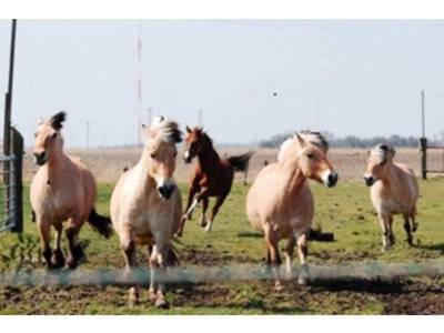 Ferienhaus für 6 Personen, mit Garten, kinderfreundlich in Ostbense - 4