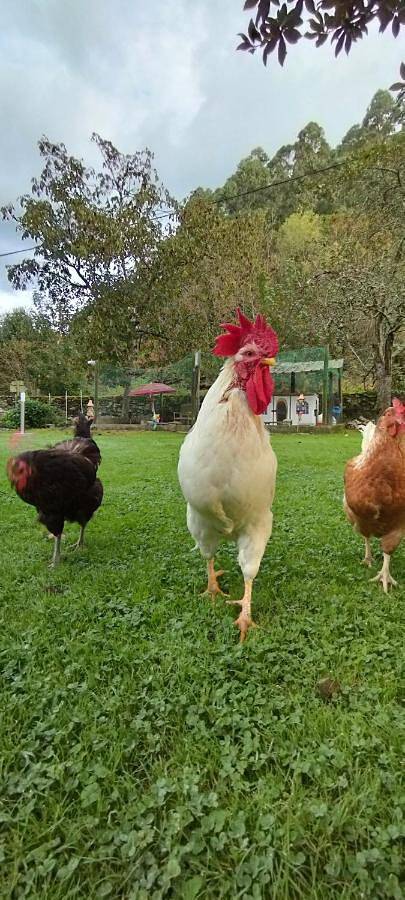 Casa rural para 2 personas, con vistas y jardín, Se admiten mascotas en Costa Oriental Asturiana - 2