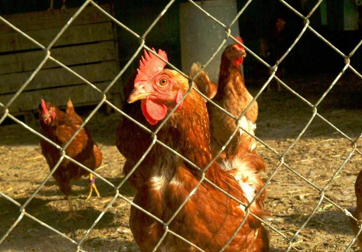 Casa rural para 3 personas, con vistas además de piscina y jardín en Cataluña - 2