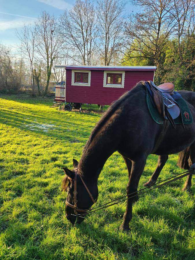 Maison de campagne pour 2 personnes, avec vue et piscine ainsi que bassin pour enfant et jardin à Baugé-en-Anjou - 3