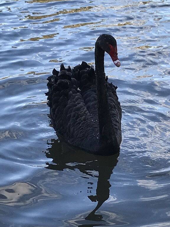 Maison d’hôte pour 4 personnes à Sydney - 4