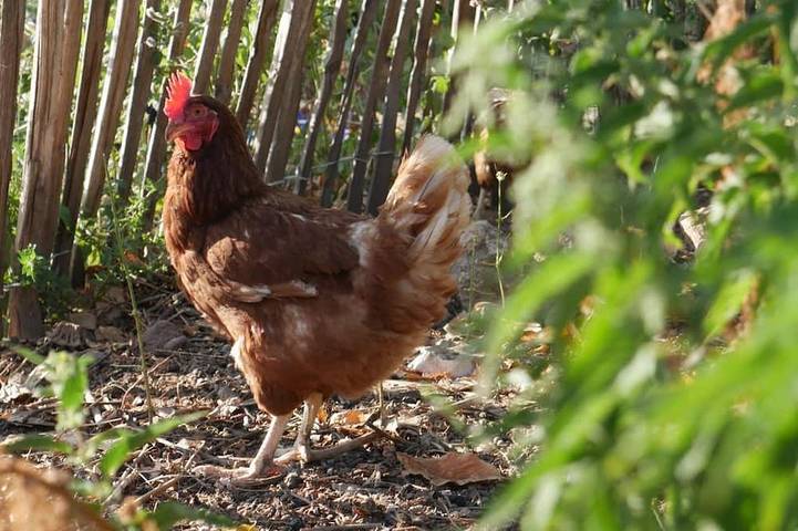 Ferienwohnung für 4 Personen, mit Garten