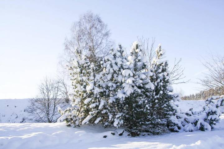 Hütte für 8 Personen, mit Terrasse, mit Haustier im Harz - 3