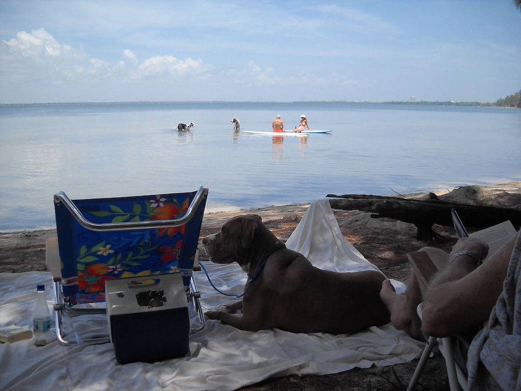 Haustiere willkommen, gegenüber vom Strand in Hutchinson Island