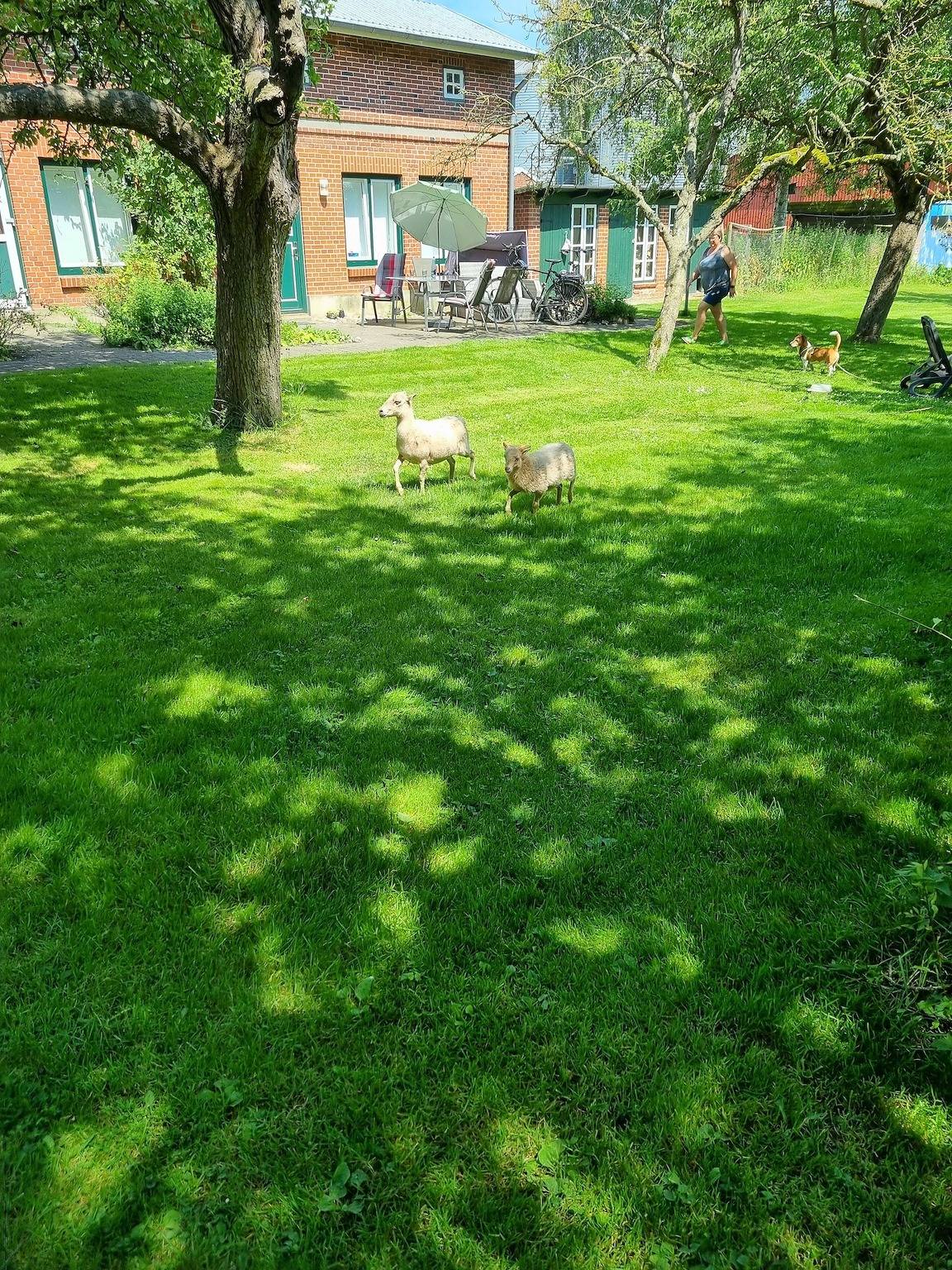Ferienhof Bisdorf "Lunauhaus" Reihenhaus in Westfehmarn, Fehmarn