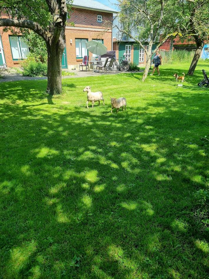 Ferienhaus für 4 Personen, mit Terrasse und Garten auf Fehmarn - 3