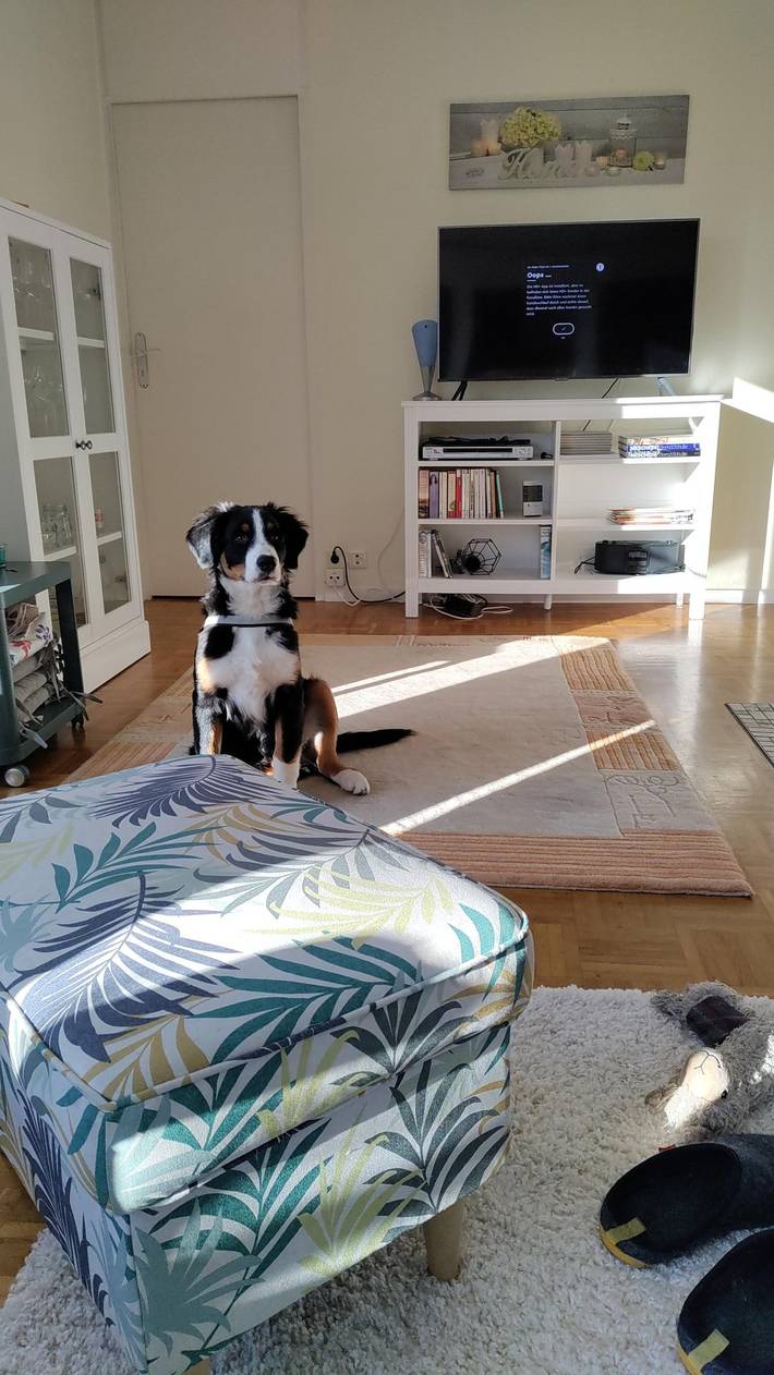 Ferienhaus für 5 Personen, mit Garten, mit Haustier in Meschede - 2