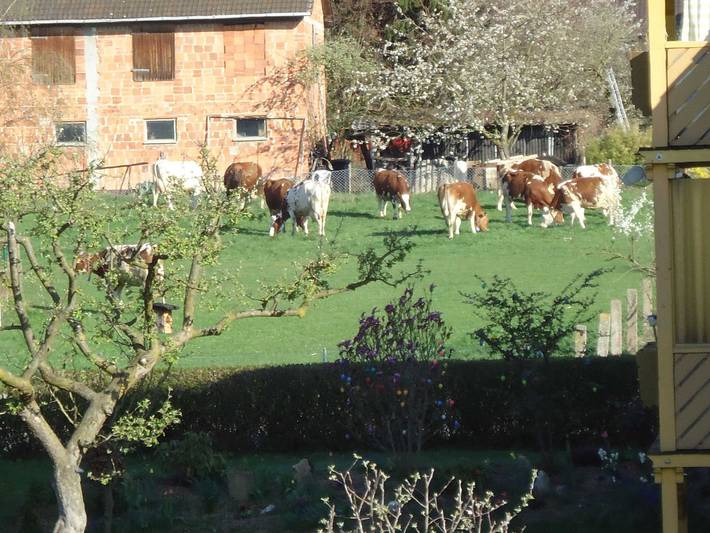 Ferienwohnungen Hof Münch - Ferienwohnung 2 (Dachgeschoss) in Kleinern, Edertal