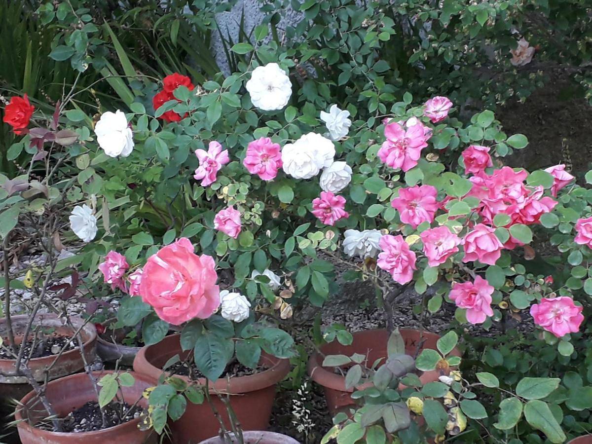 Double or Twin Room with Private Bathroom in Rumanedda, Sassari
