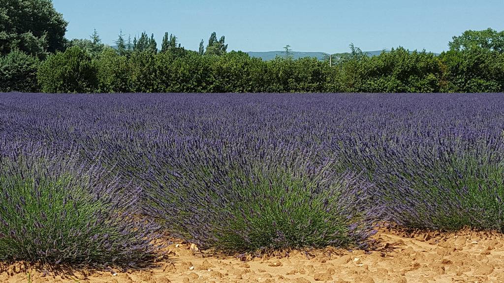 Mas de la Fabrique - Mireille in Sauveterre, Région de Nîmes