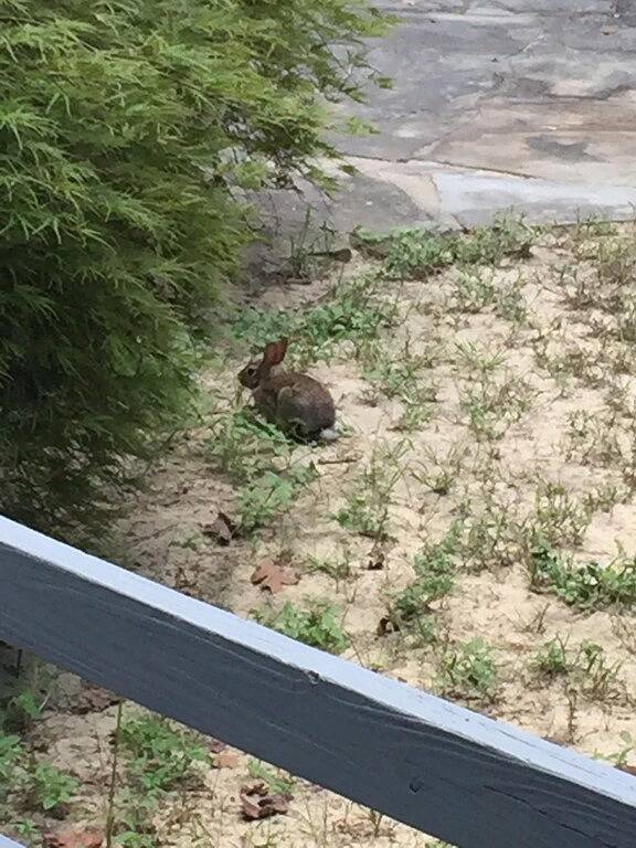 The most special and charming Cottage in Pinehurst...clean,close,and comfortable in Pinehurst, Moore County