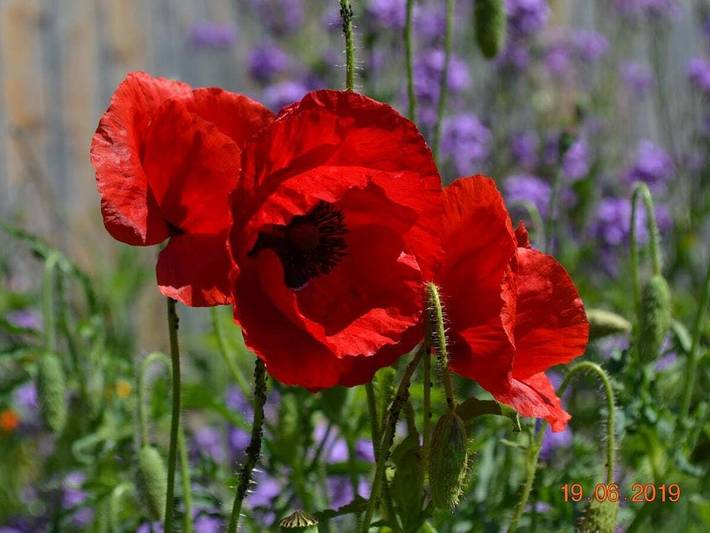 Ferienhaus für 5 Personen, mit Balkon und Garten in Bodensee-Vorarlberg - 4