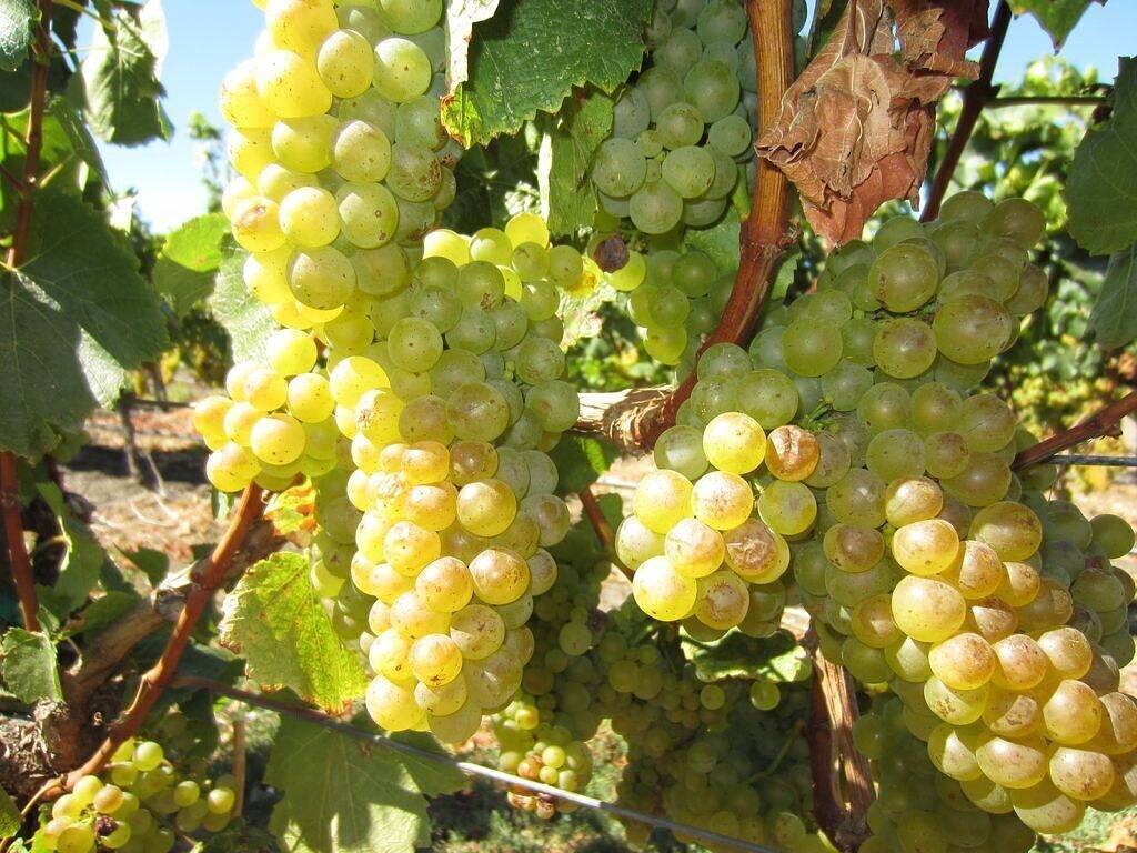 Bungalow an Sonomas historischem Platz! in Sonoma, California North Coast