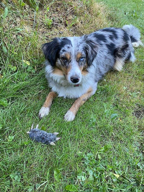 Die Keramik in Reverie Gardens in Hurricane Ridge