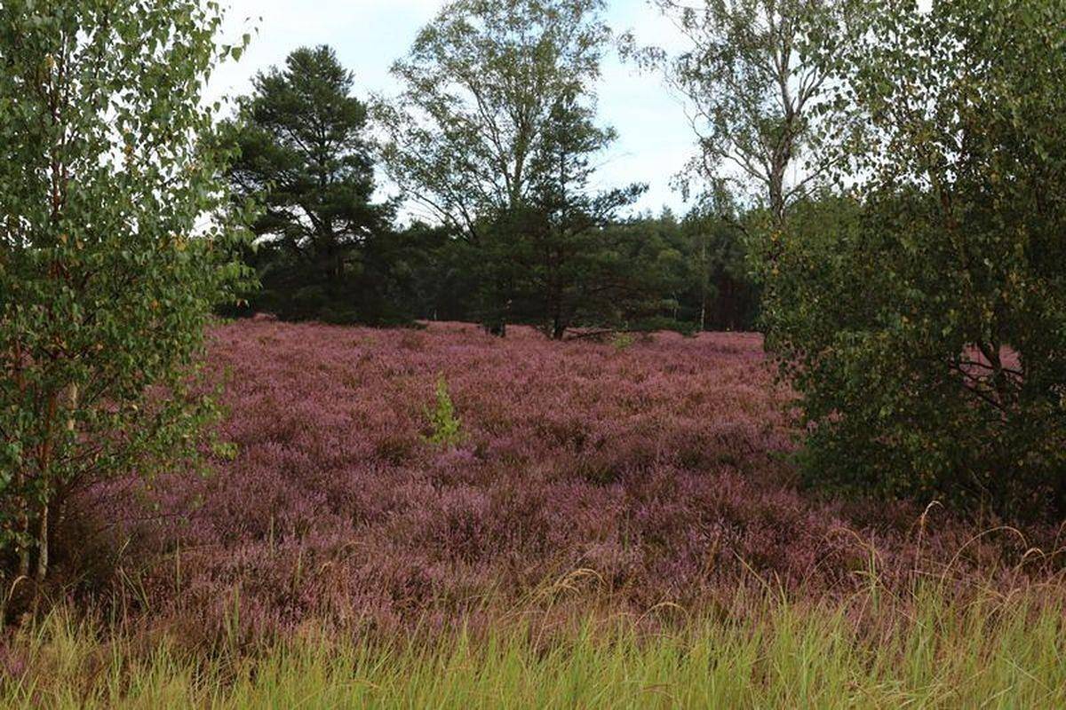 Ganze Ferienwohnung, Ferienwohnung Heide-Shakti in Hermannsburg, Naturpark Südheide