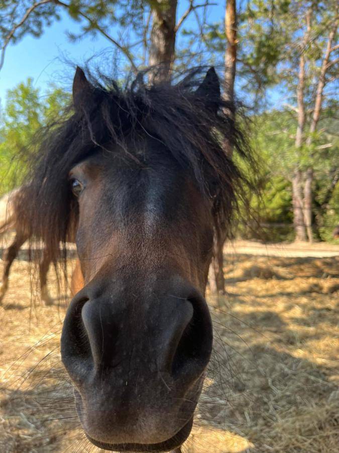 Gîte pour 4 personnes, avec jardin ainsi que balcon et vue dans Gorges Du Verdon Rougon - 4