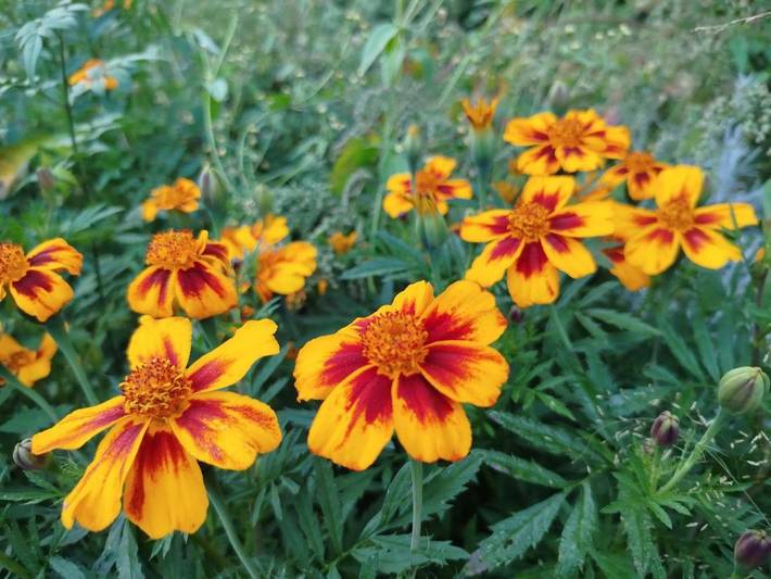 Chambre d’hôte pour 6 personnes, avec jardin et vue, animaux acceptés dans les Pyrénées-Orientales - 4