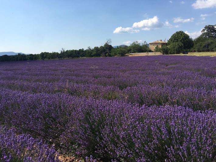Gîte für 5 Personen, mit Garten und Pool in Alpes-de-Haute-Provence - 4