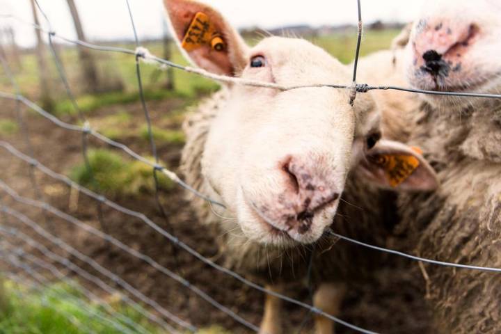 Chambre d’hôte pour 4 personnes, avec jardin à Renaix - 3