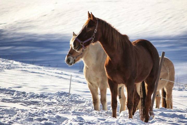 Bauernhaus für 5 Personen, mit Garten und Terrasse, kinderfreundlich in Mittlerer Schwarzwald - 3