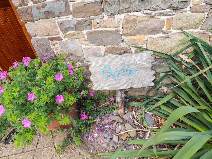 Oyster in Bude, Cornouailles