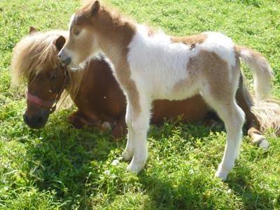 Pension für 3 Personen, mit Balkon und Garten, kinderfreundlich in Deutschland - 2