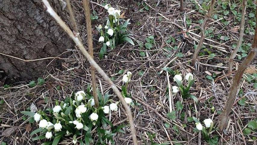 Gîte pour 3 personnes, avec balcon à Wangen - 4
