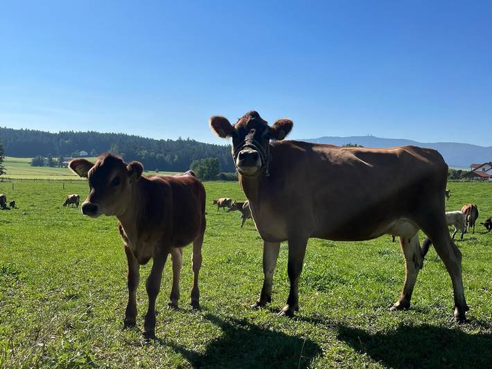 Ferienwohnung für 5 Personen, mit Terrasse und Sauna sowie Garten in Landkreis Cham - 3
